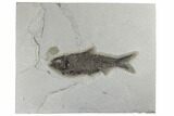Fossil Fish (Knightia) - Green River Formation #189264-1